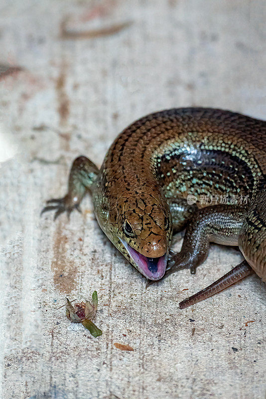 主要Skink (Bellatorias frerei)